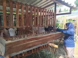 Jelang Idul Adha, 6 Kambing Warga Borobudur Magelang Digondol Maling