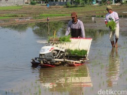 Genjot Produksi Petani, BUMN Pangan Dorong Penyaluran Bibit