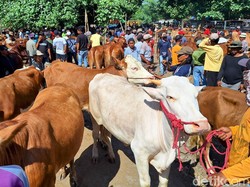 Daftar Harga Sapi dan Kambing Kurban di Bali 2025, Cek di Sini!