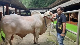Sapi Milik Aipda Anggota Polsek di Bantul Jadi Kurban Iduladha Jokowi