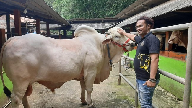 Sapi yang Dipersembahkan Aipda Polsek Bantul untuk Kurban Presiden Jokowi pada Hari Raya Iduladha