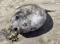 Penampakan Ikan Langka Raksasa Terdampar di Pantai AS