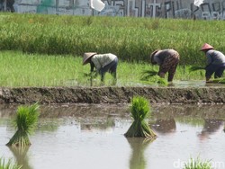 Jurus BUMN Siapkan Benih Padi Berkualitas buat Petani