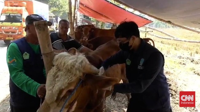 Tiga ekor sapi milik salah seorang pedagang hewan kurban di Kabupaten Sidoarjo, Jawa Timur, terindikasi terpapar virus penyakit mulut dan kuku (PMK).