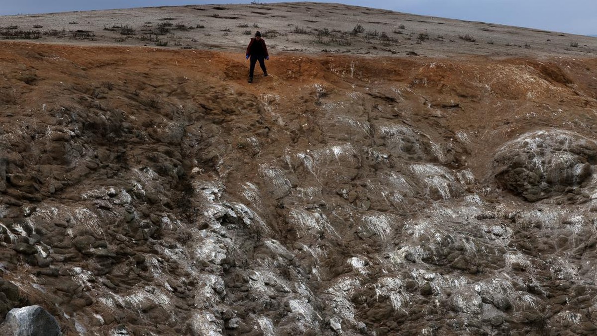 FOTO: Petaka Penguin Humboldt Terancam Punah Imbas El Nino
