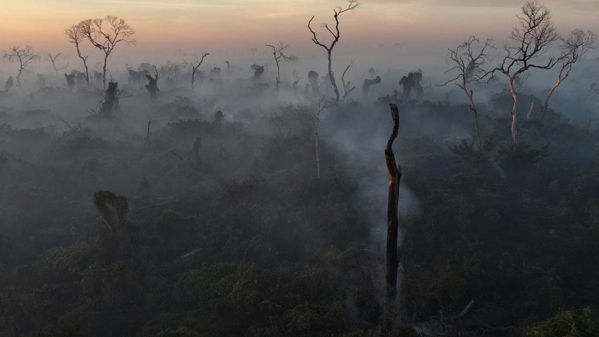 FOTO: Rekor Ironis, Api Kepung Lahan Basah Brasil