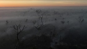 FOTO: Rekor Ironis, Api Kepung Lahan Basah Brasil