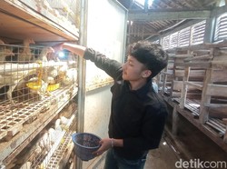 Menilik Cara Reza Bisa Cuan Manis dari Ternak Ayam Rumahan