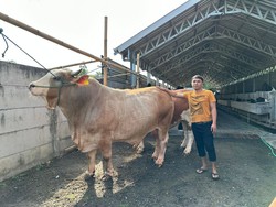 Jokowi Berkurban 68 Sapi ke Seluruh Provinsi, Termasuk IKN