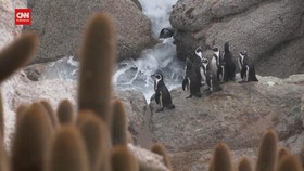 VIDEO: Populasi Menurun, Penguin Humboldt di Chile Terancam Punah