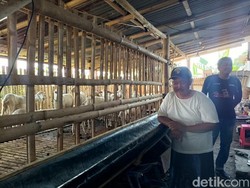 Salah Sangka Matinya Kambing di Probolinggo gegara Virus Padahal Dipatuk Ular