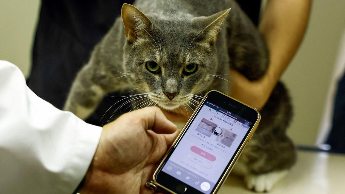 AI Rasa Dokter Cek Kesehatan Kucing-kucing di Jepang