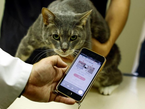 Nihon University professor and head of Nihon University Animal Medical Center Kazuya Edamura, 49, uses 'CatsMe!', an AI-driven smartphone application jointly developed by tech startup Carelogy and researchers at Nihon University that purports to tell