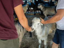 4 Ekor Kambing Milik Yusuf Digasak Maling, Pelaku Sempat Dikejar Korban-Warga