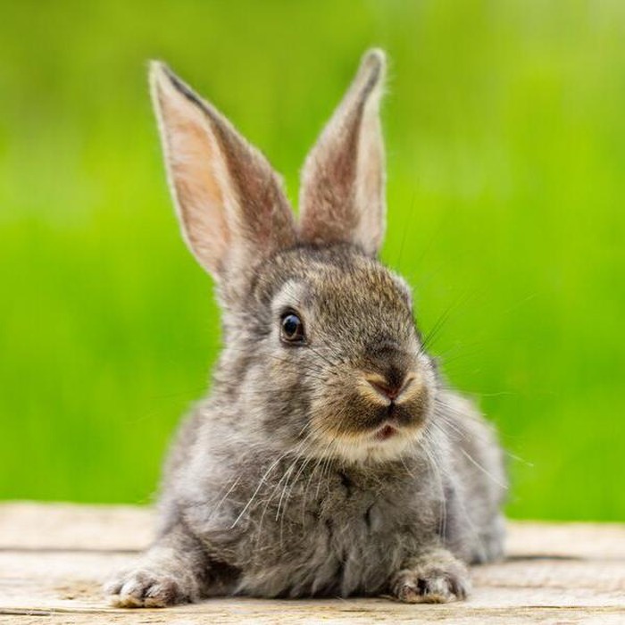 Kelinci/Foto: Freepik