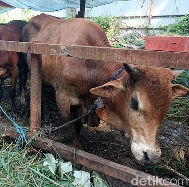Bacaan Doa Menyembelih Hewan Kurban pada Idul Adha 2024