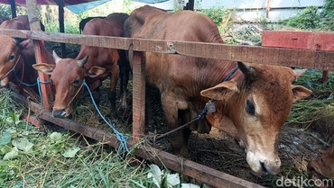 img-title Bacaan Doa Menyembelih Hewan Kurban pada Idul Adha 2024