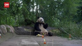VIDEO: Lahapnya Panda Xiang Xiang Santap Sate Buah di HUT ke-7