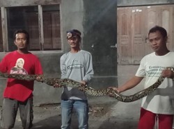 Terlanjur Geram, Warga Tulas Klaten Nekat Nyebur Sungai Tangkap Ular Piton