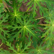 Mudah dan Antigagal, ini 3 Cara Hilangkan Rasa Pahit Daun Pepaya