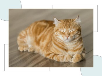 Ilmuwan Jepang Bikin Aplikasi Kesehatan Khusus Kucing