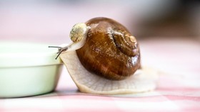 FOTO: Menengok Peternakan Siput 'Escargot' di Jepang