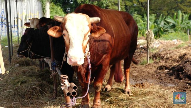 Catat! Masjid Istiqlal Tidak Bagi-Bagi Daging Kurban di Lokasi