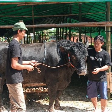 Dana Kurban Sapi Presiden Prabowo Jadi Sorotan, Begini Tanggapan MUI