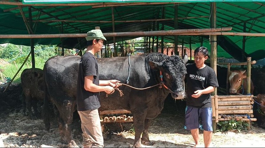 Prabowo beli 6 sapi 'Jumbo' dari peternak di Sukabumi&period;