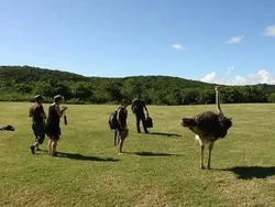 Pulau Terpencil di Karibia Kini Dihuni Hewan Eksotis Afrika, Kok Bisa?
