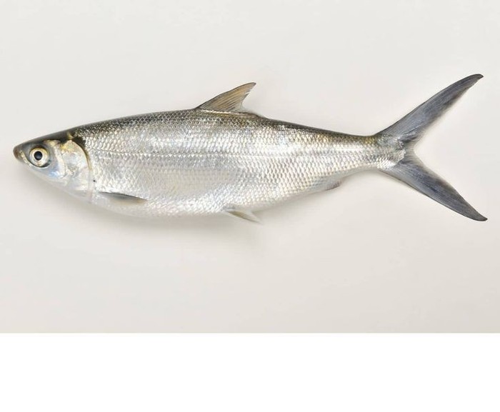 5 Jenis Ikan Lokal Alternatif Pengganti Ikan Salmon