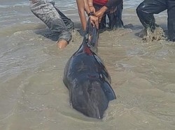 Nelayan Temukan 3 Ekor Lumba-lumba Terdampar di Pantai Bangka Selatan