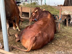 Melihat Sapi Kurban Gibran Berbobot 700 Kg di Masjid Al-Azhar
