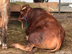 Ini Dia Sapi Kurban 600 Kg dari Gibran Rakabuming di Masjid Al-Azhar!