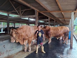 Jokowi Borong 3 Sapi Kurban dari Peternak Wonogiri, Beratnya Capai 1 Ton