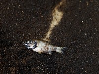 Tercemar, 10 Ikan Ini Mengandung Merkuri Tinggi Tercemar, 10 Ikan Ini Mengandung Merkuri Tinggi
