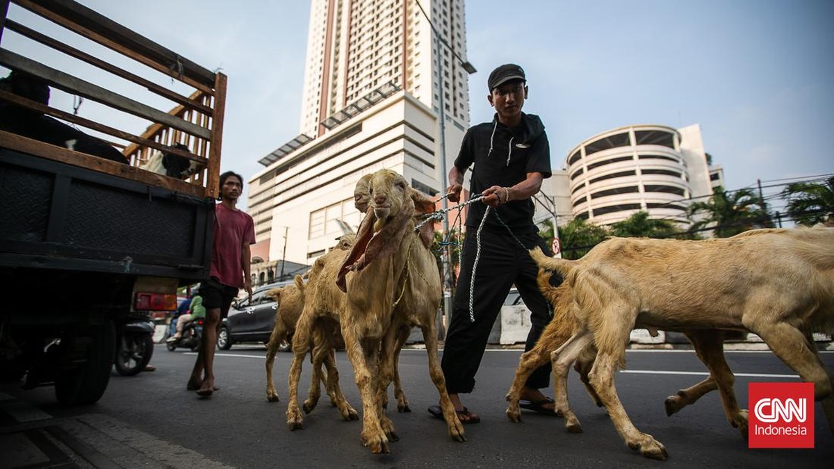 FOTO: Geliat Pasar Kambing Tanah Abang Jelang H-1 Idul Adha
