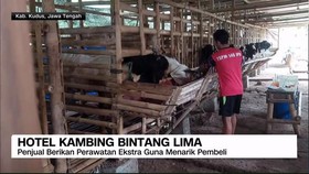 VIDEO: Hotel Kambing Bintang Lima