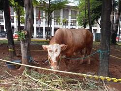 Sapi-sapi Raksasa Penggede Negara hingga Umat Lintas Agama di Idul Adha