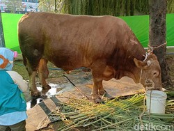 Butuh 15 Orang untuk Taklukkan Sapi Kurban Jokowi di Semarang
