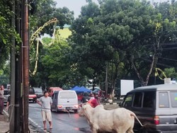 Sapi Kurban Lepas dan Ngamuk di Jl Raya Pondok Gede Jaktim