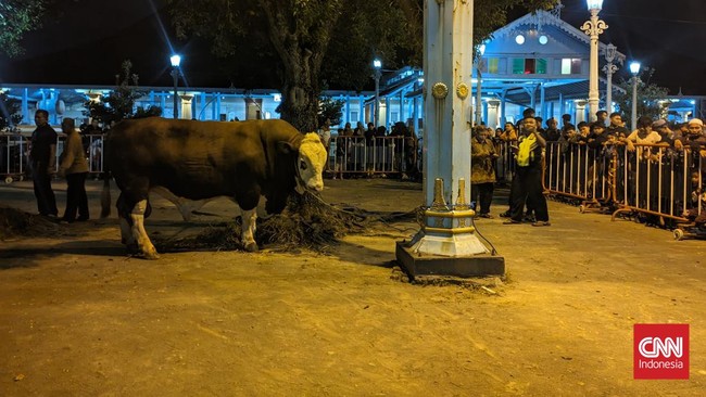 Presiden Jokowi menyumbang sapi kurban bernama Tebo, yang berbobot hingga 1 ton 80 kg, ke Masjid Agung Keraton Surakarta pada Idul Adha 1445 Hijriah.