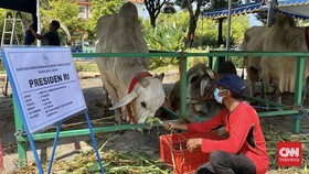 Sapi Kurban Jokowi di Masjid Surabaya Diberi Nama 'Mbrebes Mili'