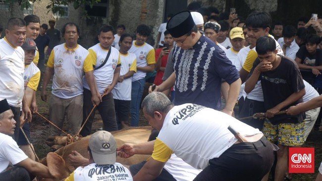 Anies Baswedan menyembelih sendiri sapi limousin seberat satu ton miliknya dengan support beberapa warga.