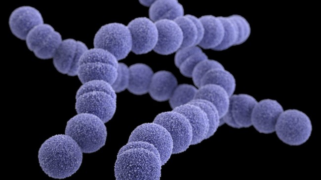 Kasus infeksi bakteri Streptococcus 'pemakan daging' mencapai rekor tertinggi di Jepang.