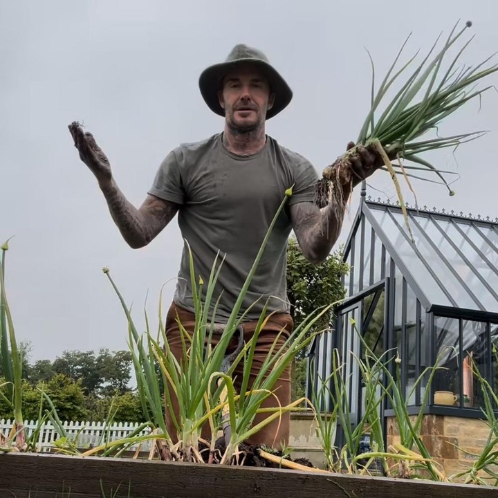 <p>Lewat video tersebut, David terlihat tengah siap-siap untuk panen bawang yang akan dibawa pulang untuk Sang Istri. "Sepertinya <em>@victoriabeckham</em> memiliki beberapa bawang musim semi untuk makan siang dan makan malam selama beberapa minggu ke depan," tulisnya, dikutip dari laman <em>Instagram@davidbeckham,</em> Senin (17/6/2024). (Foto: Instagram@davidbeckham)</p>