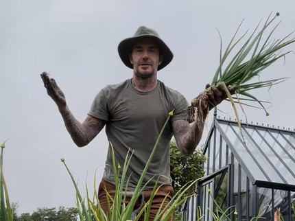 5 Potret David Beckham Beternak Ayam & Berkebun, Panen Bawang untuk Victoria