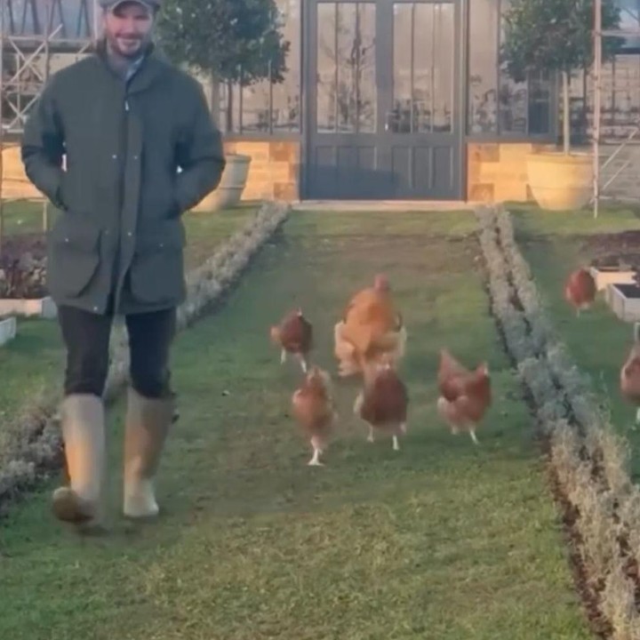<p>Selain berkebun, David juga memanfaatkan halaman belakang rumahnya itu untuk memelihara hewan ternak ayam. Ia pun sering membagikan video ketika memberi makan ayam-ayam miliknya itu. (Foto: Instagram@davidbeckham)</p>