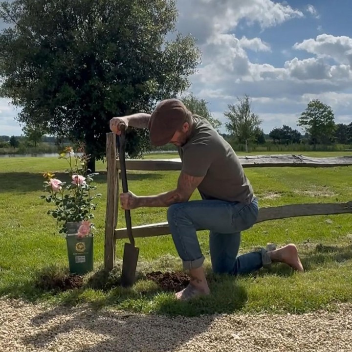 <p>Berkebun adalah salah satu aktivitas yang paling sering dipilih oleh orang yang sudah pensiun untuk mengisi waktu luang mereka. Dalam hal ini, David Beckham menjadi salah satu figur publik yang memilih untuk berkebun dan menjaga hewan ternaknya. (Foto: Instagram@davidbeckham)</p>