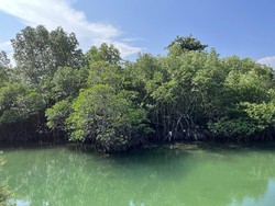Peran Penting Hutan Mangrove untuk Atasi Dampak Perubahan Iklim